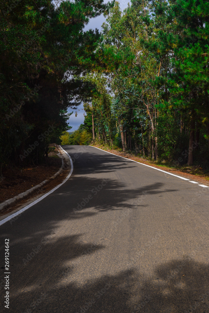 Fototapeta premium forest road 