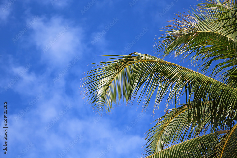 Palm tree leaves on blue sky - Hawaii