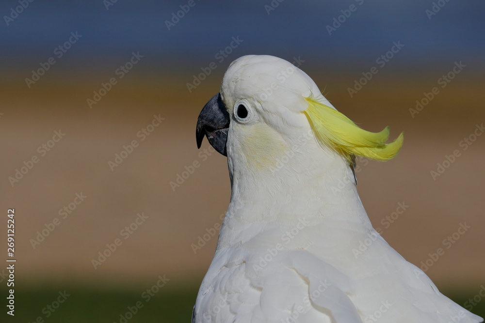 Fototapeta premium sulphur crested cockatoo