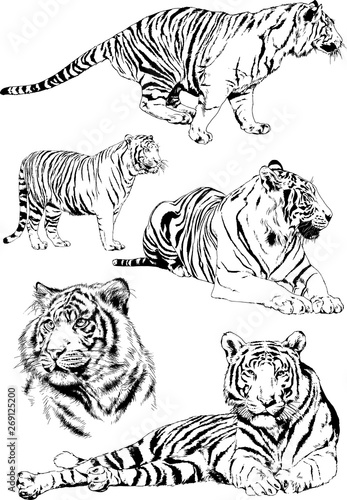 set of vector drawings on the theme of predators tigers are drawn by hand with ink tattoo logos	