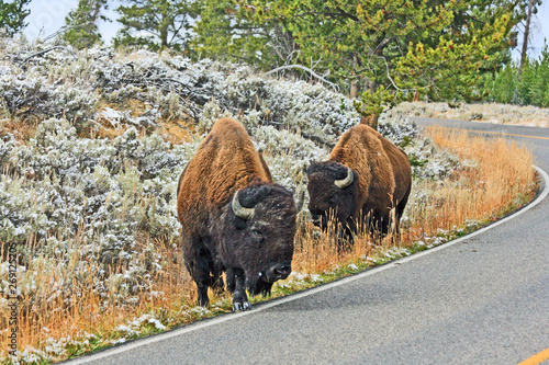 Pair of bison on the road - Wyoming