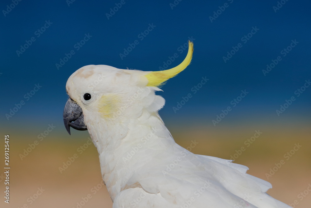 sulphur crested cockatoo