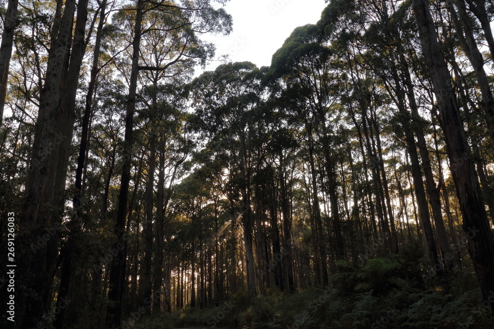 Fototapeta premium great ocean road