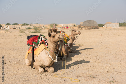 Native animals in Thar Desert in Rajasthan, India © Silvia