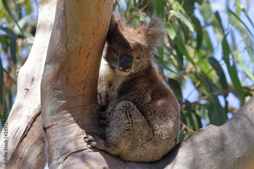 Photography koala