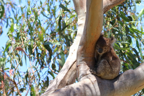 Photography koala