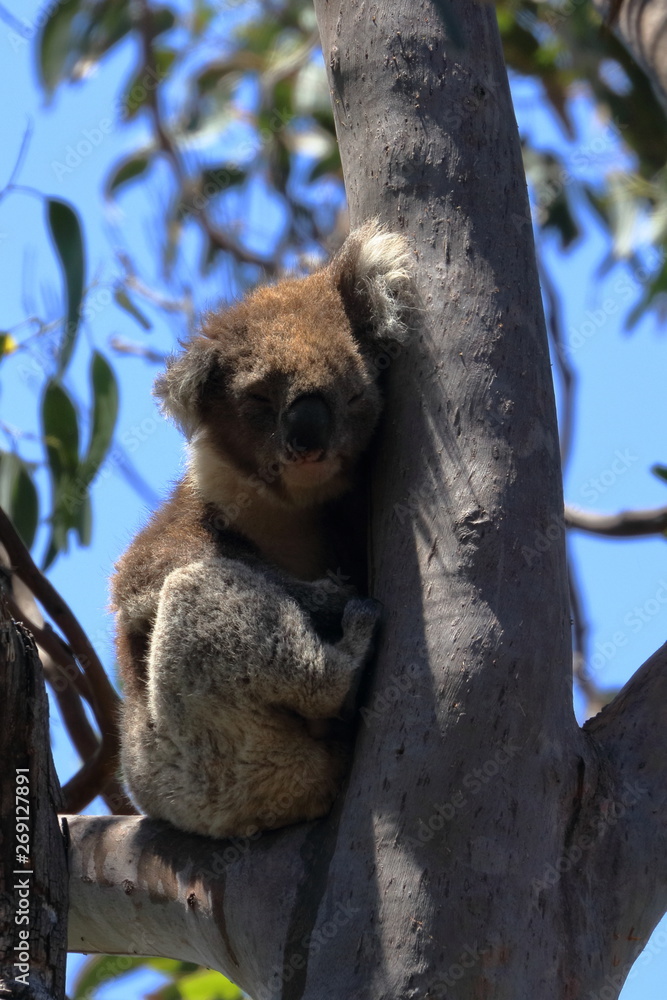 Fototapeta premium koala