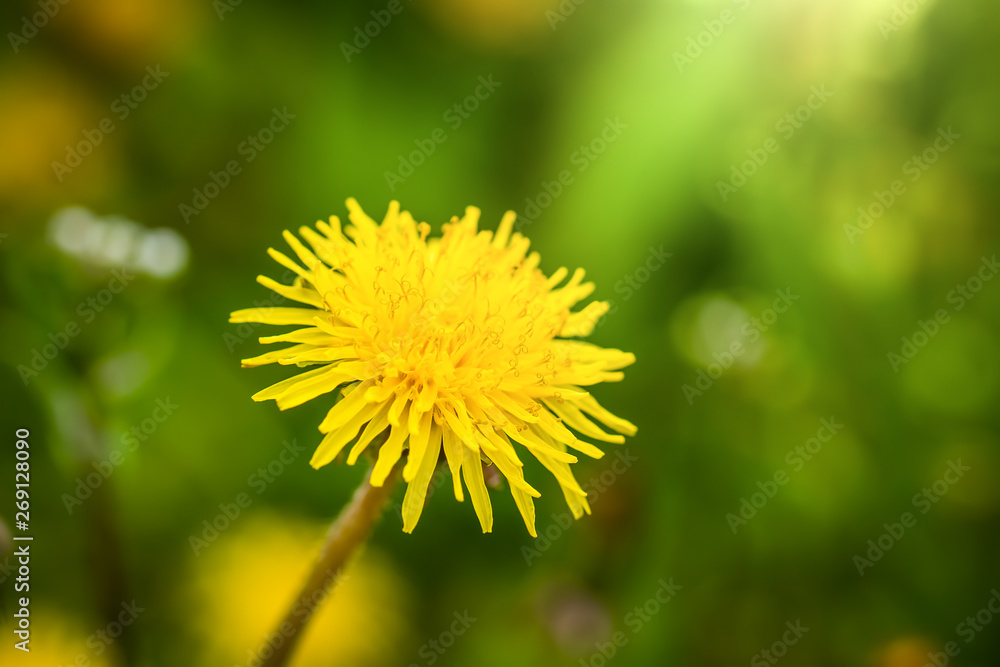 Dandelions on a blurred background Dandelions on a blurred background