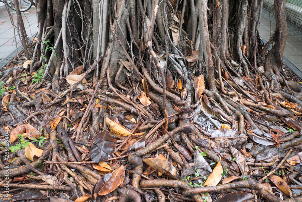 Roots of a gajumaru tree