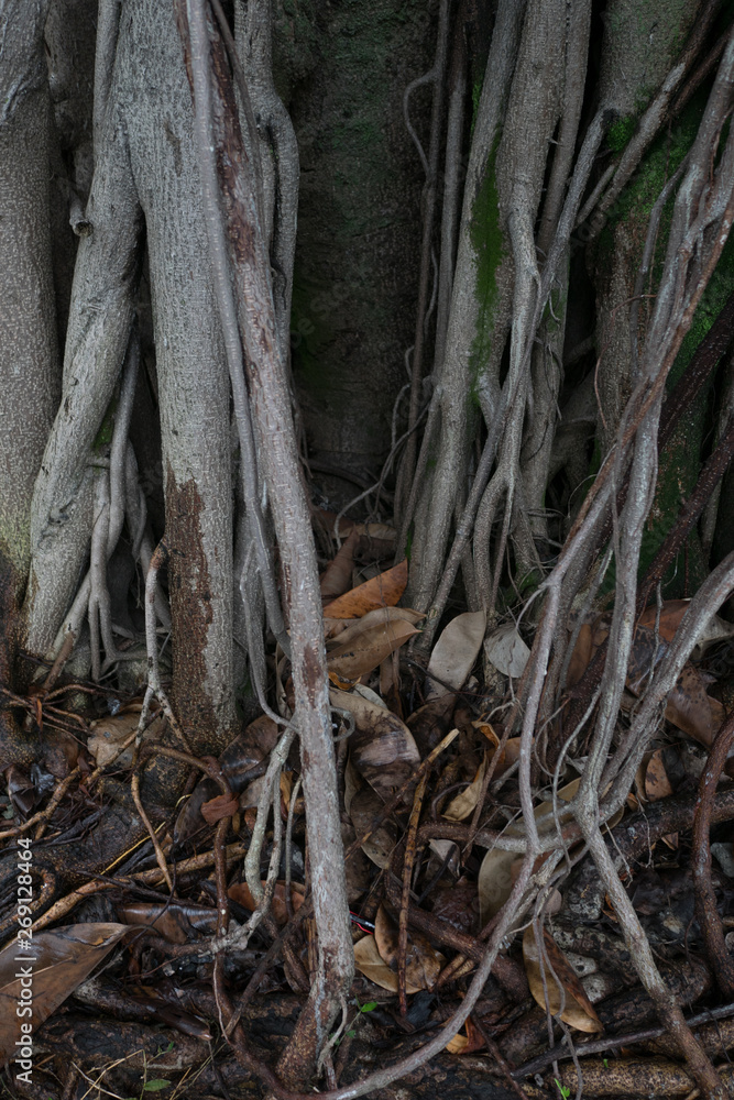A bark of a gajumaru tree A bark of a gajumaru tree