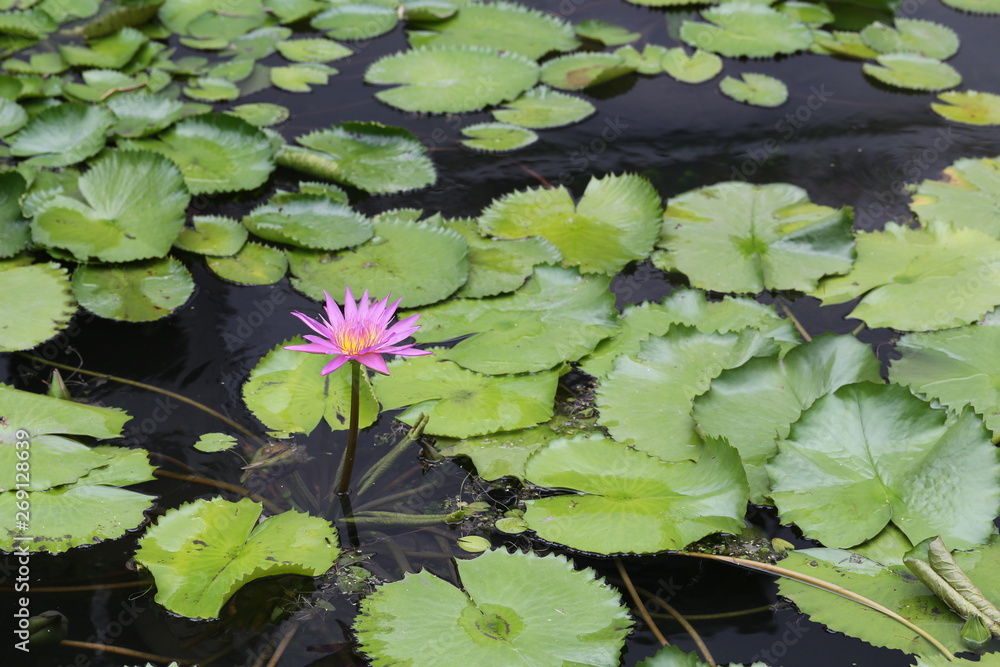 Water lily in the pool