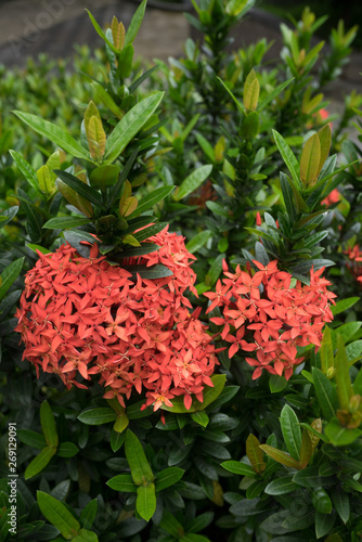 A hedge of rubiaceae ixora stricta flowers