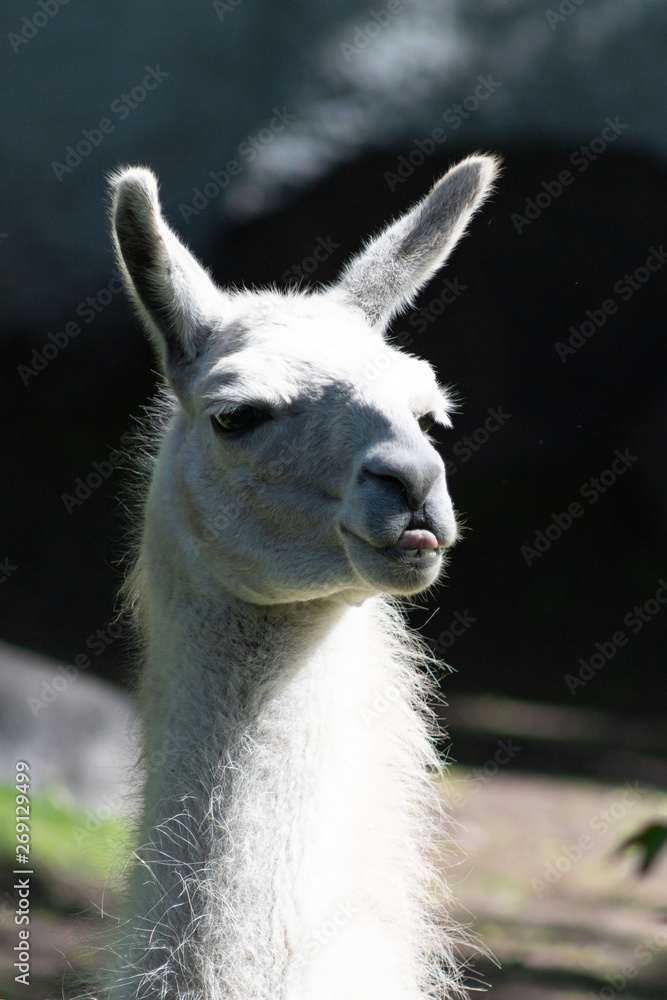 domesticated pack animal fluffy white llama in Moscow zoo