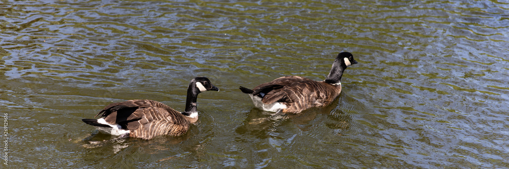 Obraz premium two Canada goose Branta canadensis swim in the water