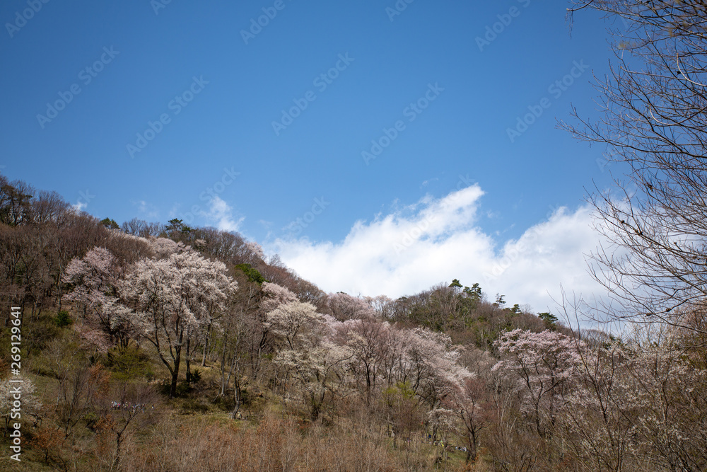 黒川桜の森　エドヒガン桜