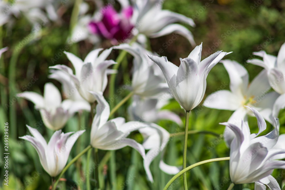 Tulip petals extend into long arcs. Lily flowering tulip Tulip petals extend into long arcs. Lily flowering tulip