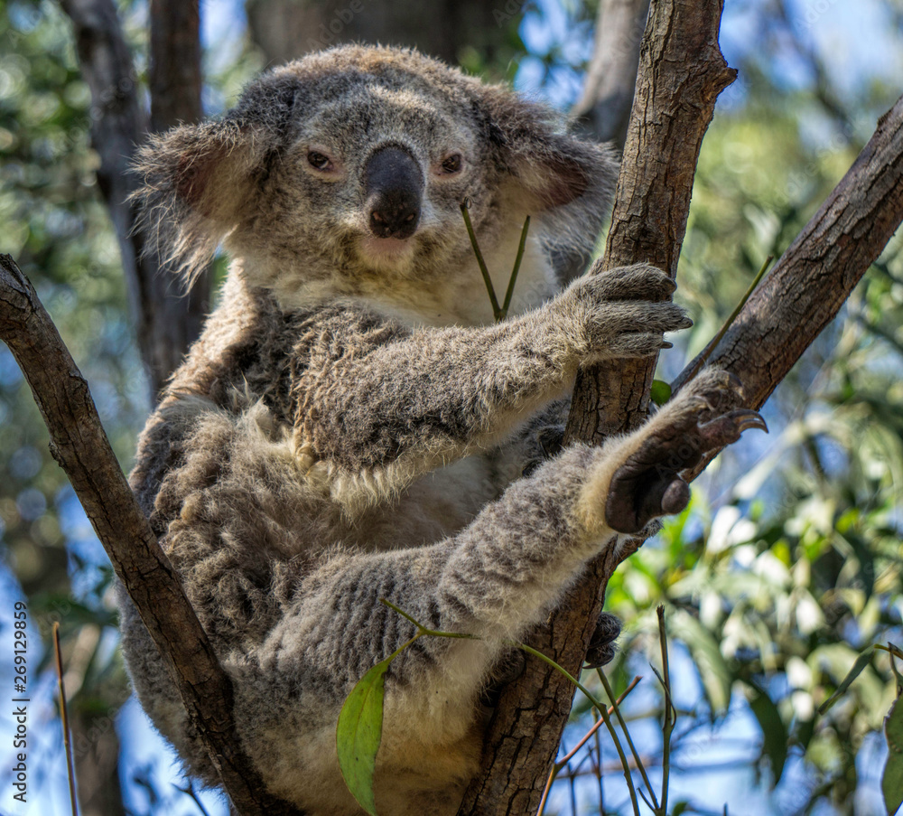 Fototapeta premium A koala comfortable up a tree with one leg outstretched.