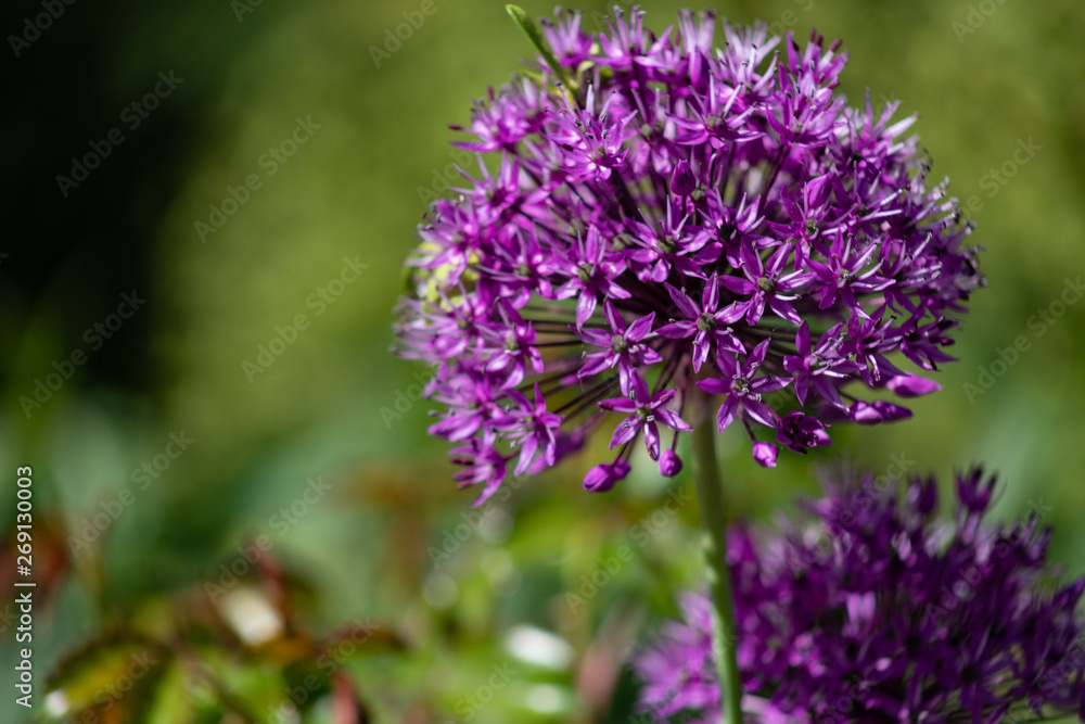 Close-up of unusual beautiful onion flowers on a summer field. Alley allium giganteum . Close-up of unusual beautiful onion flowers on a summer field. Alley allium giganteum .