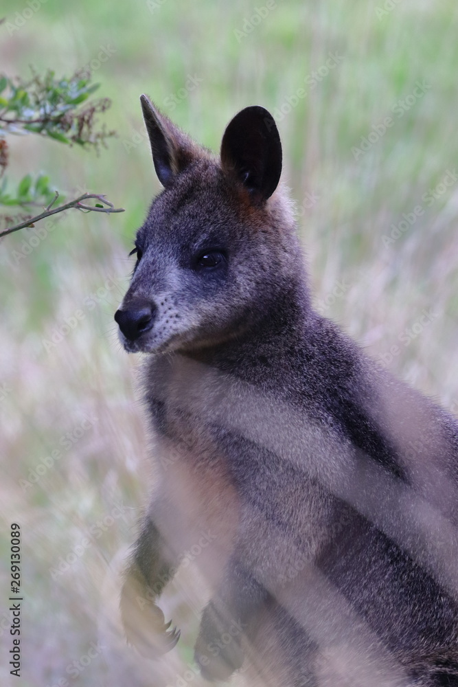 black wallaby