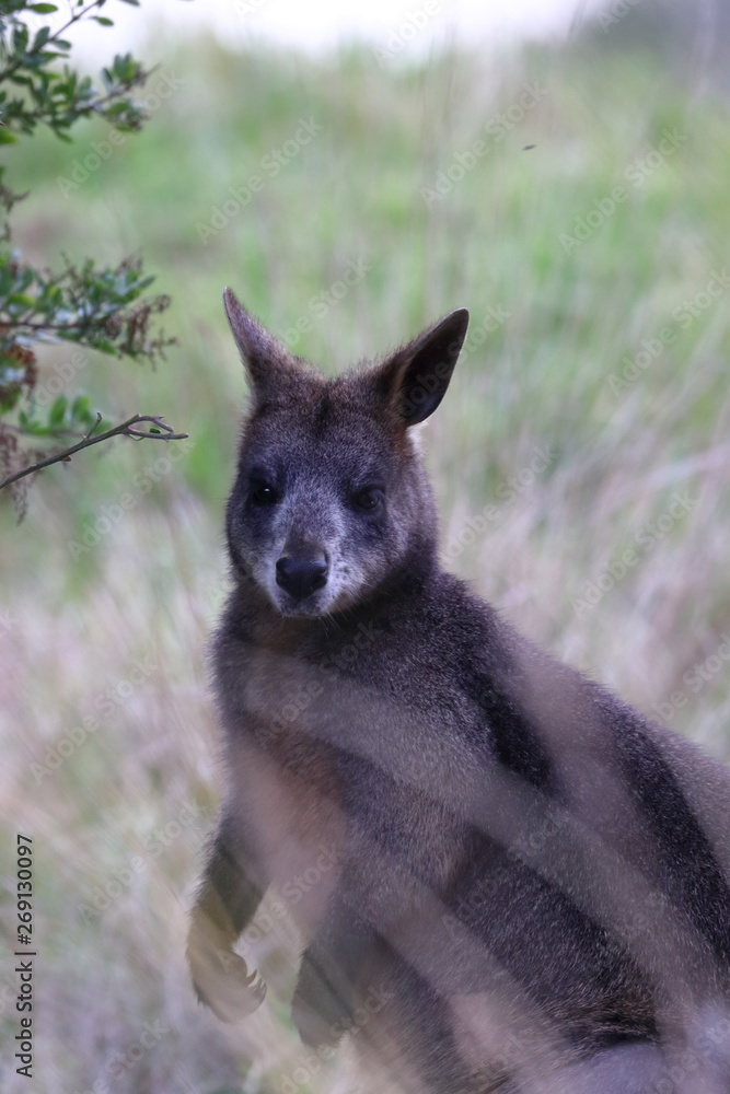 black wallaby