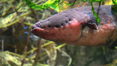 Electric Eel Close-up Electrophorus Electricus