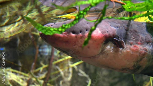 Electric Eel Close-up Electrophorus Electricus photo