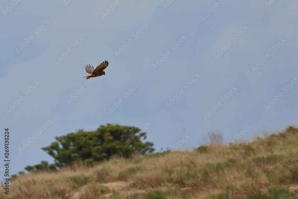 swamp harrier