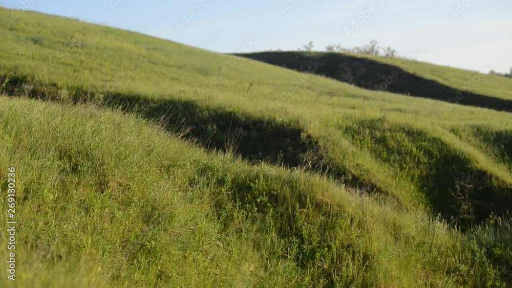 green grass. grass on the field. beautiful nature green grass. grass on the field. beautiful nature