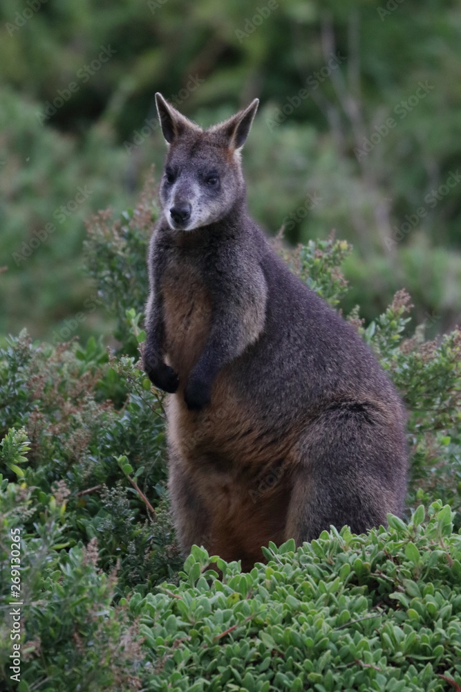 Fototapeta premium black wallaby