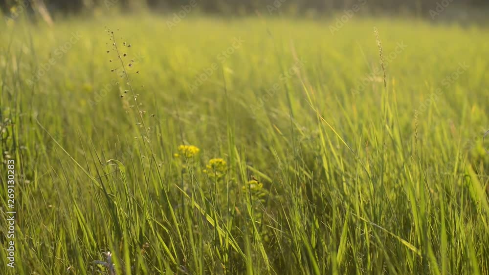 green grass. grass on the field. beautiful nature green grass. grass on the field. beautiful nature
