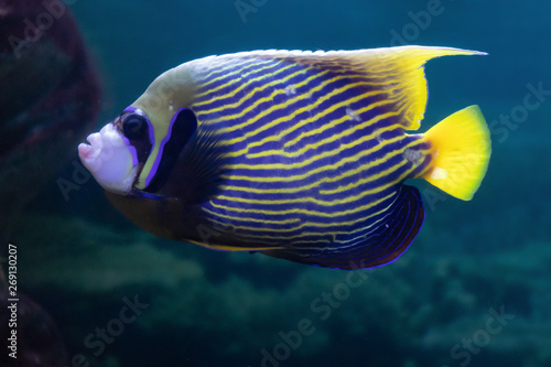 Pomacanthus imperator or Imperial angel exotic beautiful coral fish in the aquarium