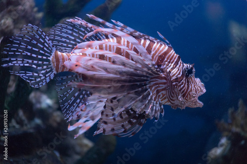 Lionfish-Zebra Pterois volitans Because of its unusual appearance it is also called the sea devil, Zebra fish, butterfly fish, fire fish or striped lionfish The spines of the lionfish contain venom