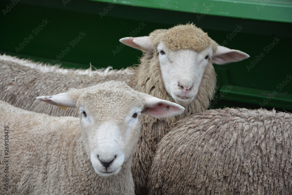 Ganadería, ovejas esquiladas, lana