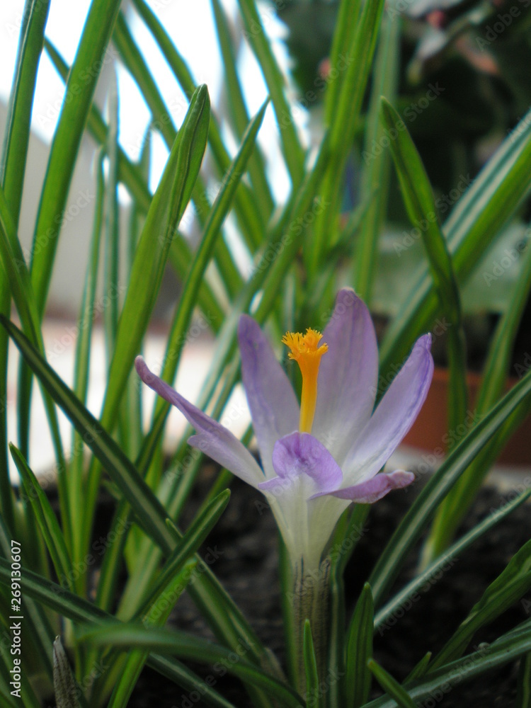 Crocus flower nature Crocus flower nature