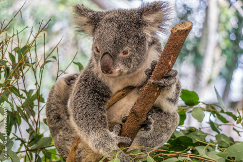 Fototapeta Naklejka Na Ścianę i Meble -  A koala clinging onto a gum tree branch. 