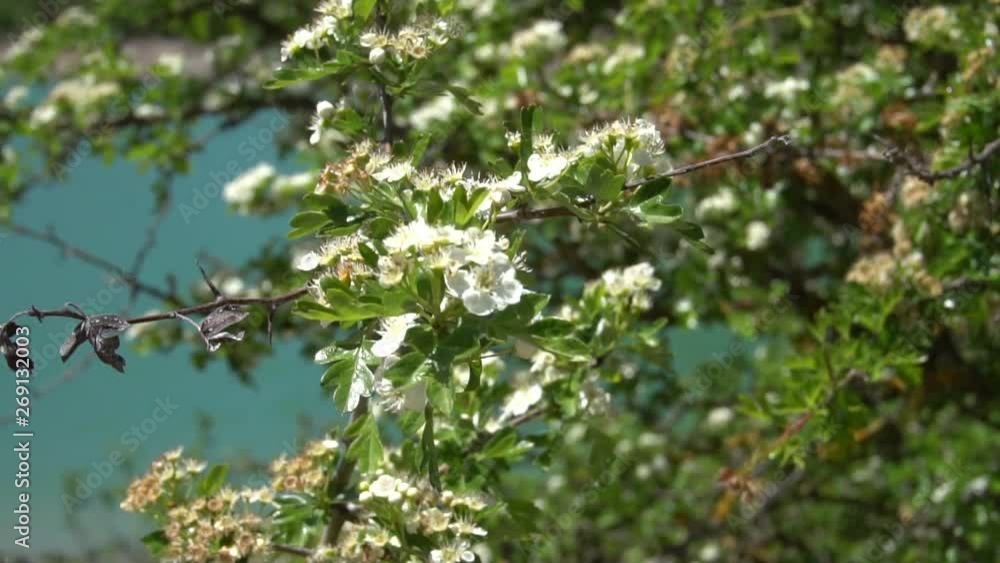 flowers swaying with the wind and lake of Vielha in Spain in the background flowers swaying with the wind and lake of Vielha in Spain in the background