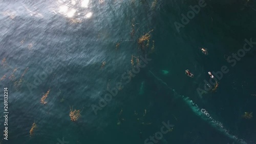 several humpback whales in clear water making a bubble net to round up anchovies, swim through kelp bed and chased by hungry sea lions