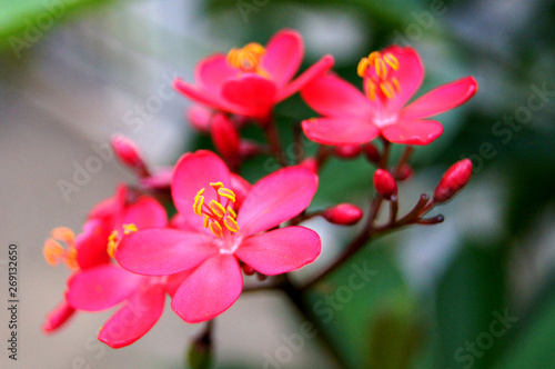 Peregrina, Spicy jatropha, Jatropha integerrima Jacq, Euphorbiaceae. © GooRoo