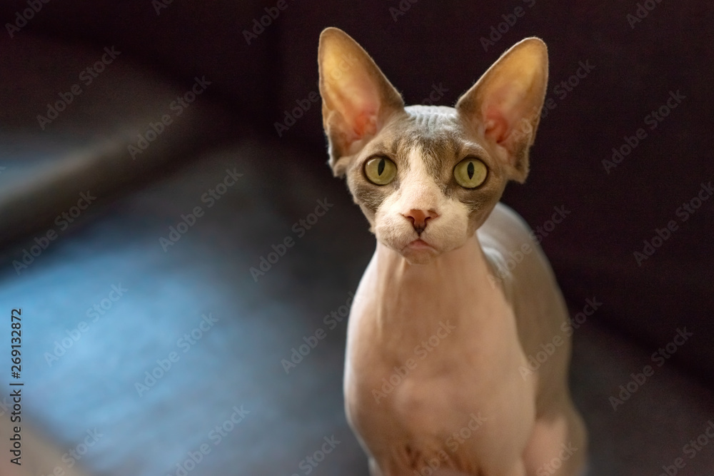 Closeup portrait of a pet of the Canadian Sphynx cat on dark background. His expression of the face shows that he is offended.