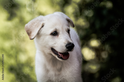Ein weißer Schäferhundwelpe, 9 Wochen alt, AC Schäferhund