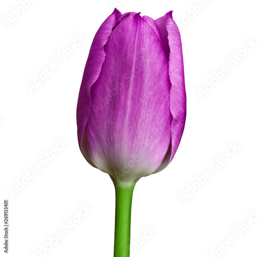 purple tulip flower isolated on a white background with clipping path. Close-up. Flower bud on a green stem.