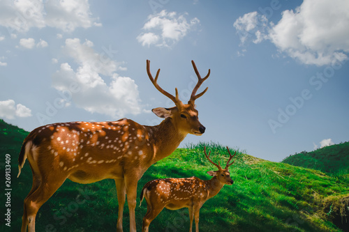 Chital deer. Chital deer or spotted deer standing in nature