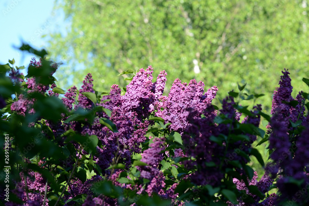 Obraz premium Flowering lilac bushes in the spring garden on a bright sunny day