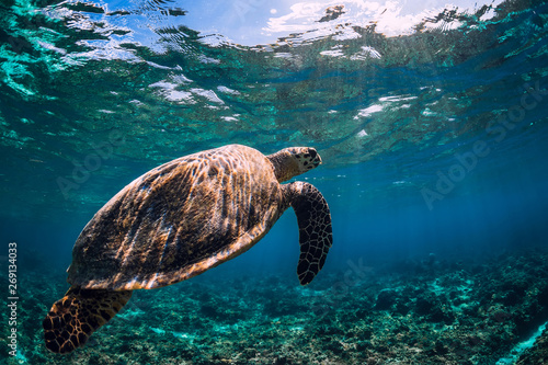 Sea turtle floating over corals in underwater ocean.