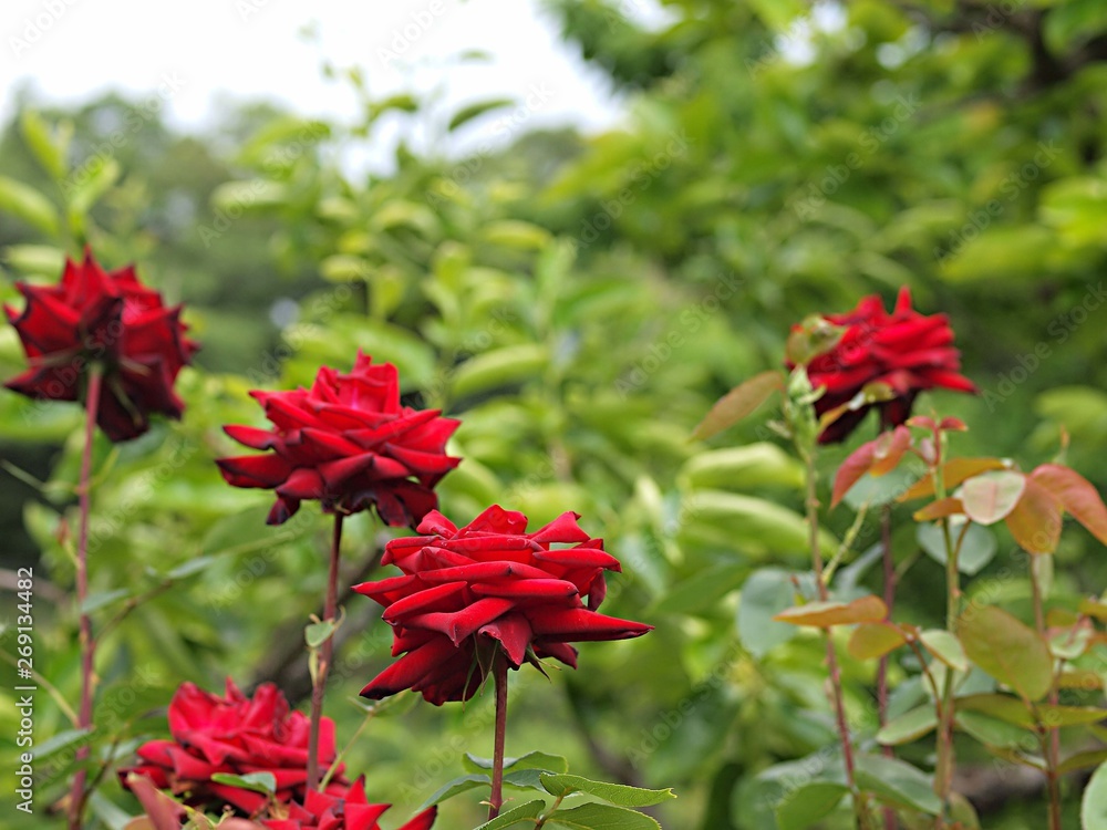 赤いバラの花 赤いバラの花