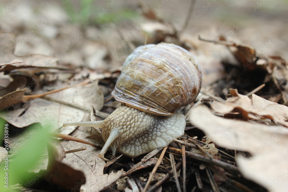 Helix pomatia also Roman snail, Burgundy snail, edible snail or escargot, is a species of large, edible, air-breathing land snail, a terrestrial pulmonate gastropod mollusk in the family Helicidae Helix pomatia also Roman snail, Burgundy snail, edible snail or escargot, is a species of large, edible, air-breathing land snail, a terrestrial pulmonate gastropod mollusk in the family Helicidae
