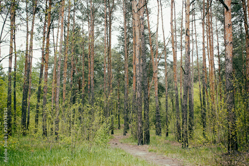 Fototapeta premium Sunny summer forest with green grass and trees