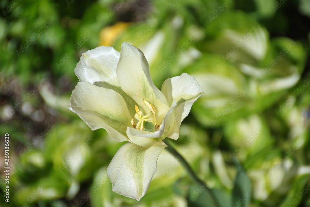 Closeup of green flower on the green background Closeup of green flower on the green background