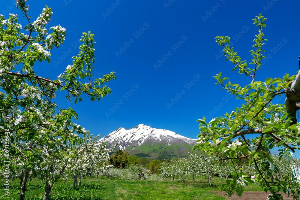 【青森県弘前市岩木山麓】春の残雪光る岩木山と津軽のりんご園