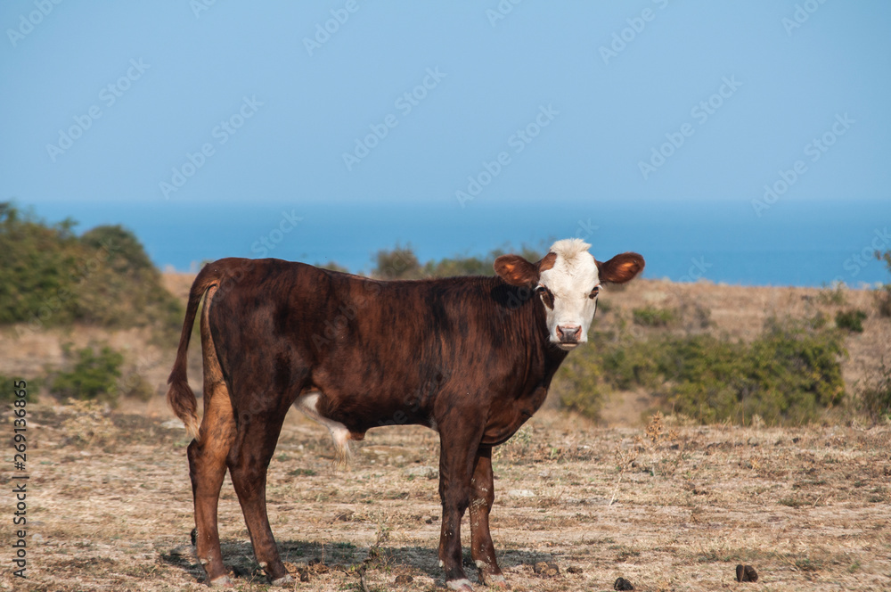 Male calf grazing on autumn meadow on seaside background Male calf grazing on autumn meadow on seaside background